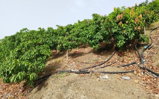 FINCA AGUACATE MANGO ZONA NORTE, VÉLEZ-MÁLAGA