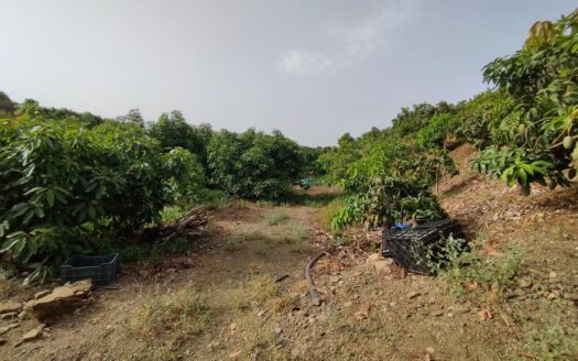 FINCA AGUACATE MANGO ZONA NORTE, VÉLEZ-MÁLAGA