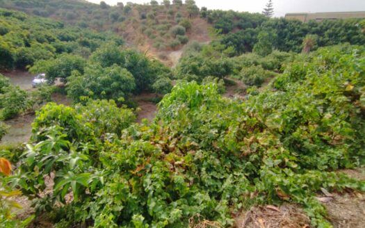 FINCA AGUACATE MANGO ZONA NORTE, VÉLEZ-MÁLAGA
