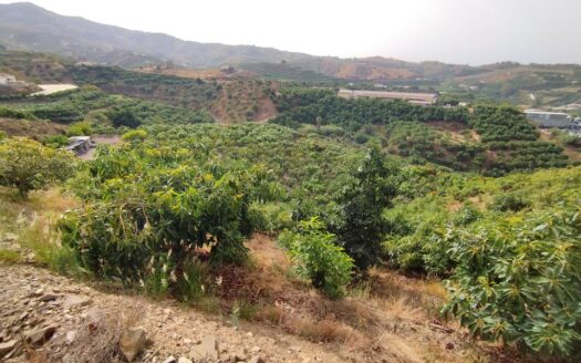 FINCA AGUACATE MANGO ZONA NORTE, VÉLEZ-MÁLAGA