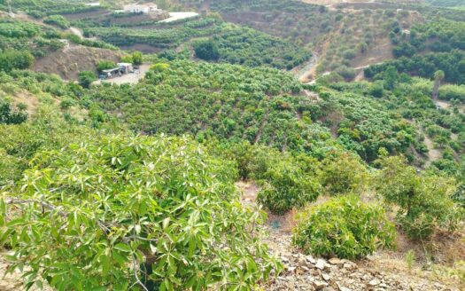 FINCA AGUACATE MANGO ZONA NORTE, VÉLEZ-MÁLAGA