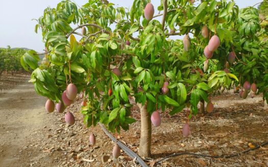 FINCA AGUACATE MANGO ZONA NORTE, VÉLEZ-MÁLAGA