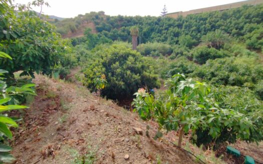 FINCA AGUACATE MANGO ZONA NORTE, VÉLEZ-MÁLAGA