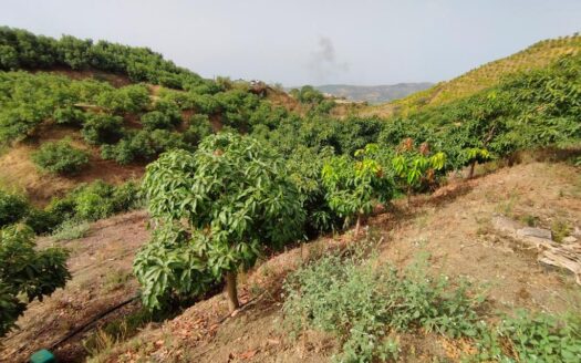 FINCA AGUACATE MANGO ZONA NORTE, VÉLEZ-MÁLAGA