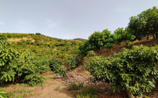 FINCA AGUACATE MANGO ZONA NORTE, VÉLEZ-MÁLAGA